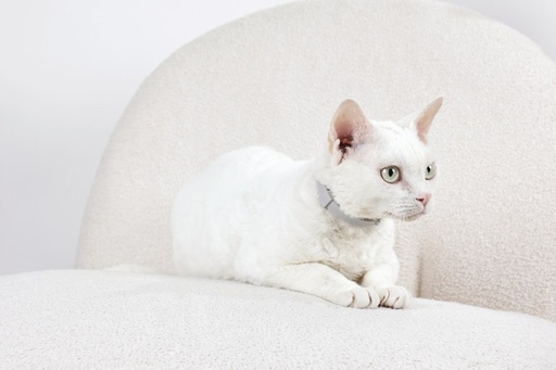 M-pets Keep Calm - Calming Pheromone Collar For Cats 1pc