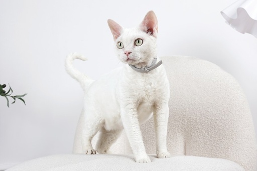 M-pets Keep Calm - Calming Pheromone Collar For Cats 1pc