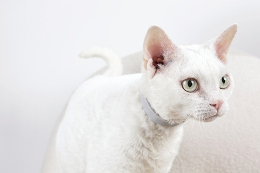 M-pets Keep Calm - Calming Pheromone Collar For Cats 1pc