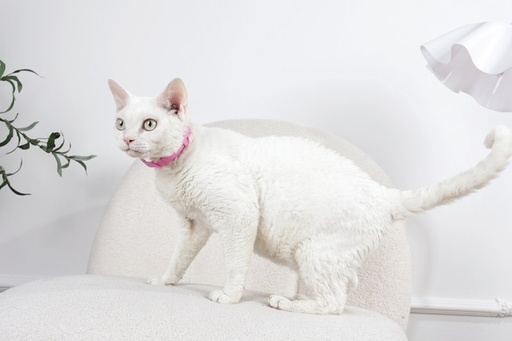 M-pets Keep Calm - Calming Pheromone Collar Set For Cats 4 Pcs