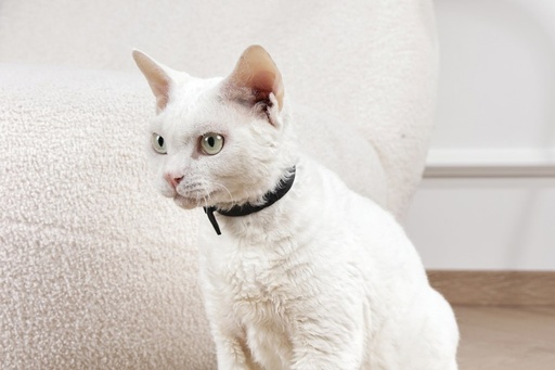 M-pets Keep Calm - Calming Pheromone Collar Set For Cats 4 Pcs