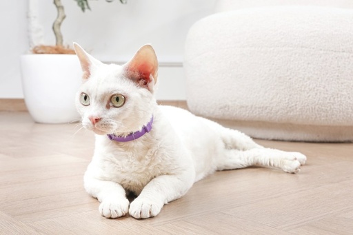 M-pets Keep Calm - Calming Pheromone Collar Set For Cats 4 Pcs