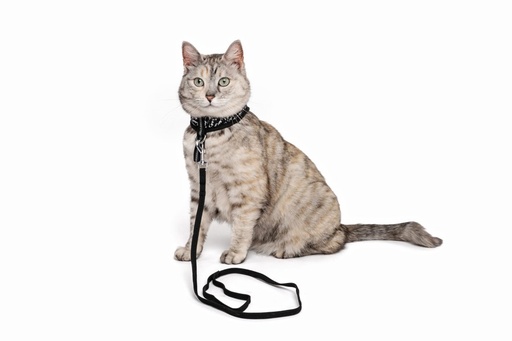M-pets Letsgo Cat Harness & Leash Set - Black