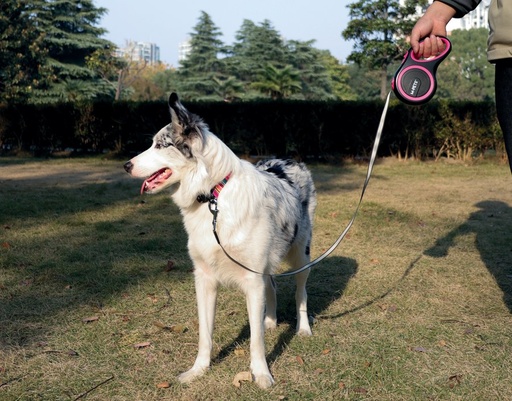 M-pets Liberty Dog Retractable Leash M / Pink