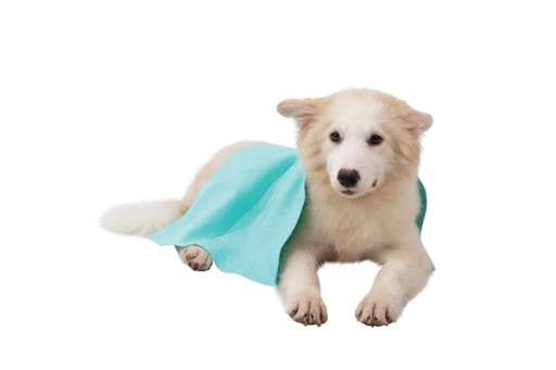 M-pets Bathtime Quick-dry Towel For Cats And Dogs Green Bubble