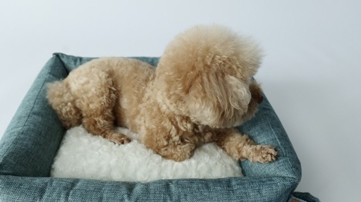 M-pets Oleron Basket - M