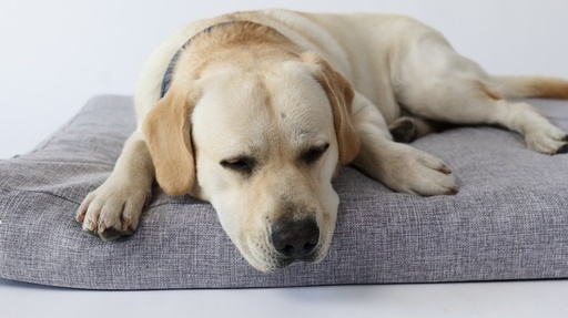 M-pets Oleron Mat Cushion - S - 2