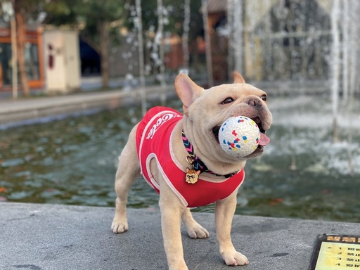 M-pets Bloom Ball - Mixed Color
