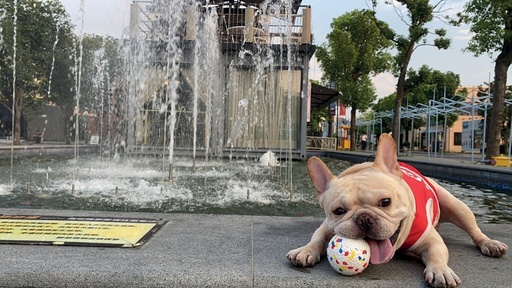 M-pets Bloom Ball - Mixed Color