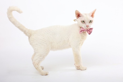 M-pets Party Time Cat Lady's Set