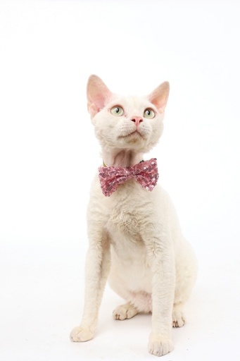 M-pets Party Time Cat Lady's Set