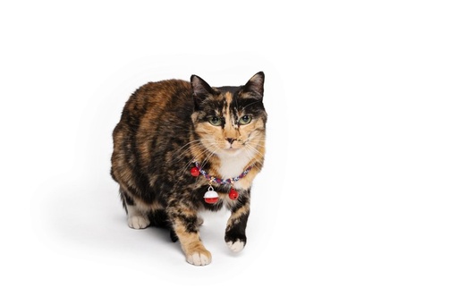 M-pets Pixie Cat Eco Collar