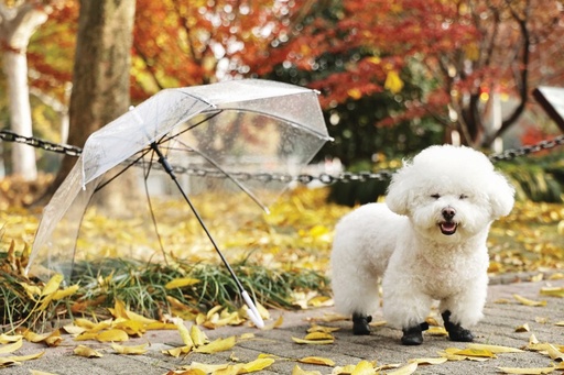 M-pets Rainy Day Dog Shoes L Black