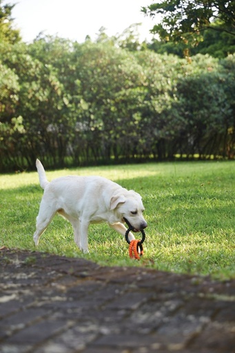 M-pets Ring King Capri Orange & Blacktriple