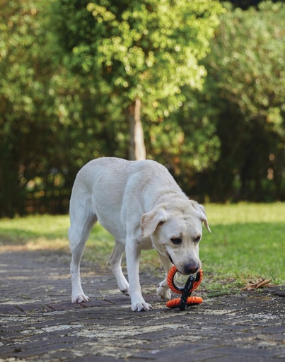 M-pets Ring King Capri Orange & Blacktriple