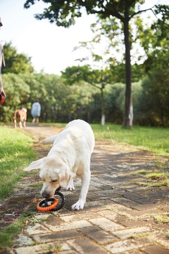 M-pets Ring King Orange & Black Double