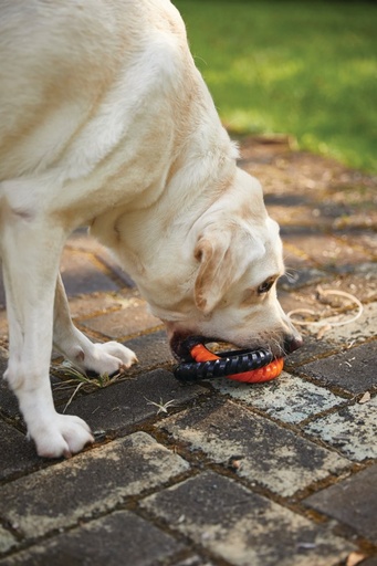 M-pets Ring King Orange & Black Double