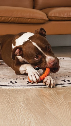 M-pets Ring King Orange & Black Single