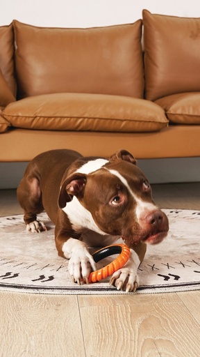 M-pets Ring King Orange & Black Single