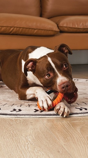 M-pets Ring King Orange & Black Single