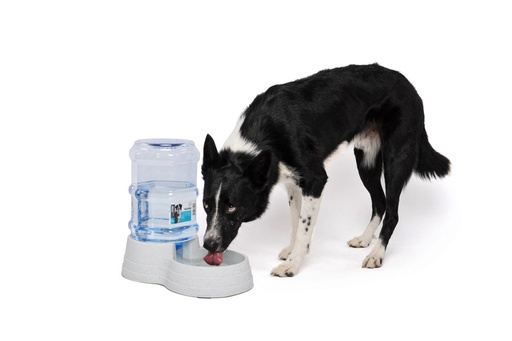 M-pets Saone Water Dispenser - 6l