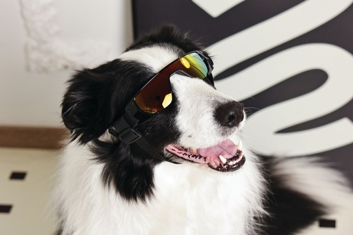 M-pets Sunny Goggles For Dogs Sunbather