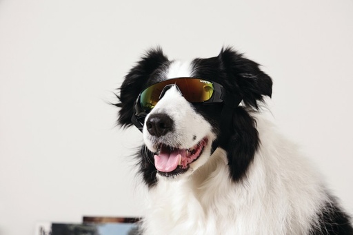 M-pets Sunny Goggles For Dogs Sunbather