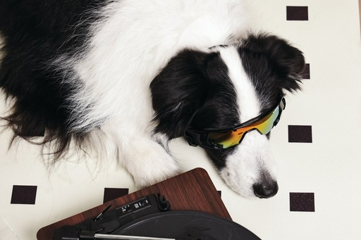 M-pets Sunny Goggles For Dogs Sunbather