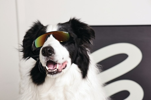 M-pets Sunny Goggles For Dogs Sunbather