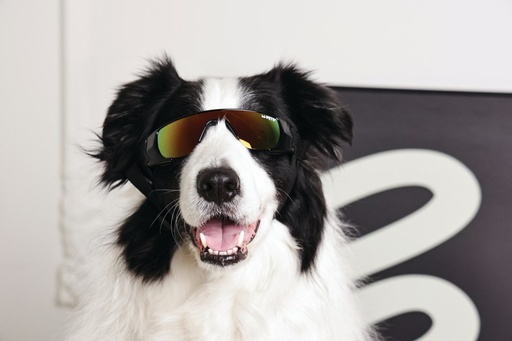 M-pets Sunny Goggles For Dogs Sunbather