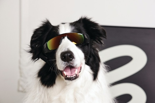 M-pets Sunny Goggles For Dogs Sunbather