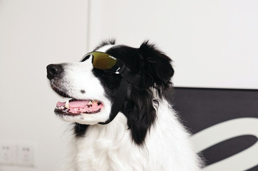 M-pets Sunny Goggles For Dogs Sunbather