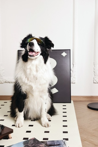 M-pets Sunny Goggles For Dogs Sunbather