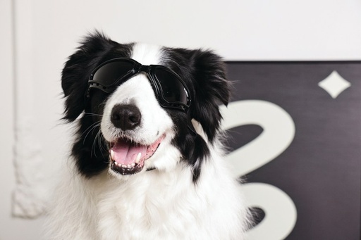 M-pets Sunny Goggles For Dogs Trailblazer