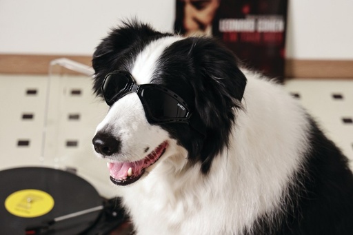 M-pets Sunny Goggles For Dogs Trailblazer