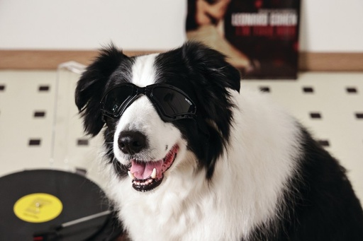 M-pets Sunny Goggles For Dogs Trailblazer