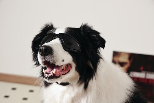 M-pets Sunny Goggles For Dogs Trailblazer