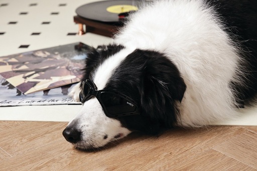 M-pets Sunny Goggles For Dogs Trailblazer