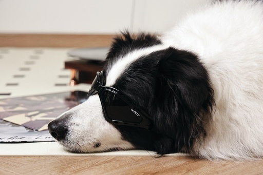 M-pets Sunny Goggles For Dogs Trailblazer