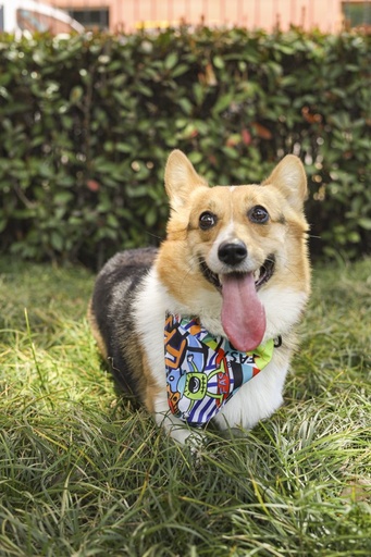 M-pets Urban Style Freestyle Bandana Colla S