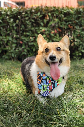 M-pets Urban Style Freestyle Bandana Colla S