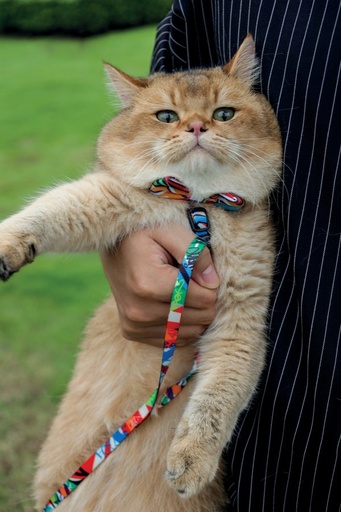 M-pets Urban Style Freestyle Box Tie Xs/s
