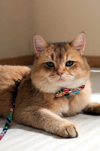 M-pets Urban Style Freestyle Box Tie Xs/s