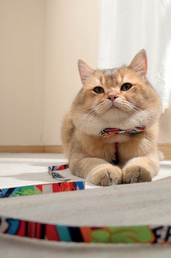 M-pets Urban Style Freestyle Box Tie Xs/s