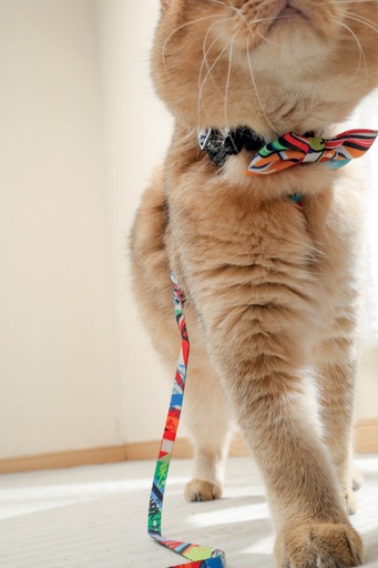 M-pets Urban Style Freestyle Box Tie Xs/s