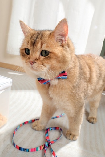 M-pets Urban Style Jazz Stripes Bow Tie Xs/s