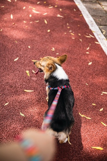 M-pets Urban Style Jazz Stripes Leash Xs