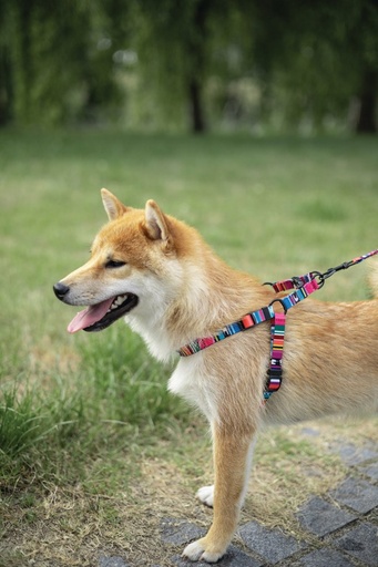 M-pets Urban Style Jazz Stripes Leash Xs
