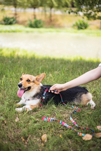 M-pets Urban Style Jazz Stripes Leash Xs