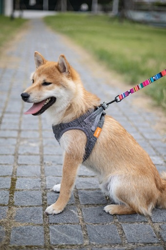 M-pets Urban Style Jazz Stripes Leash Xs